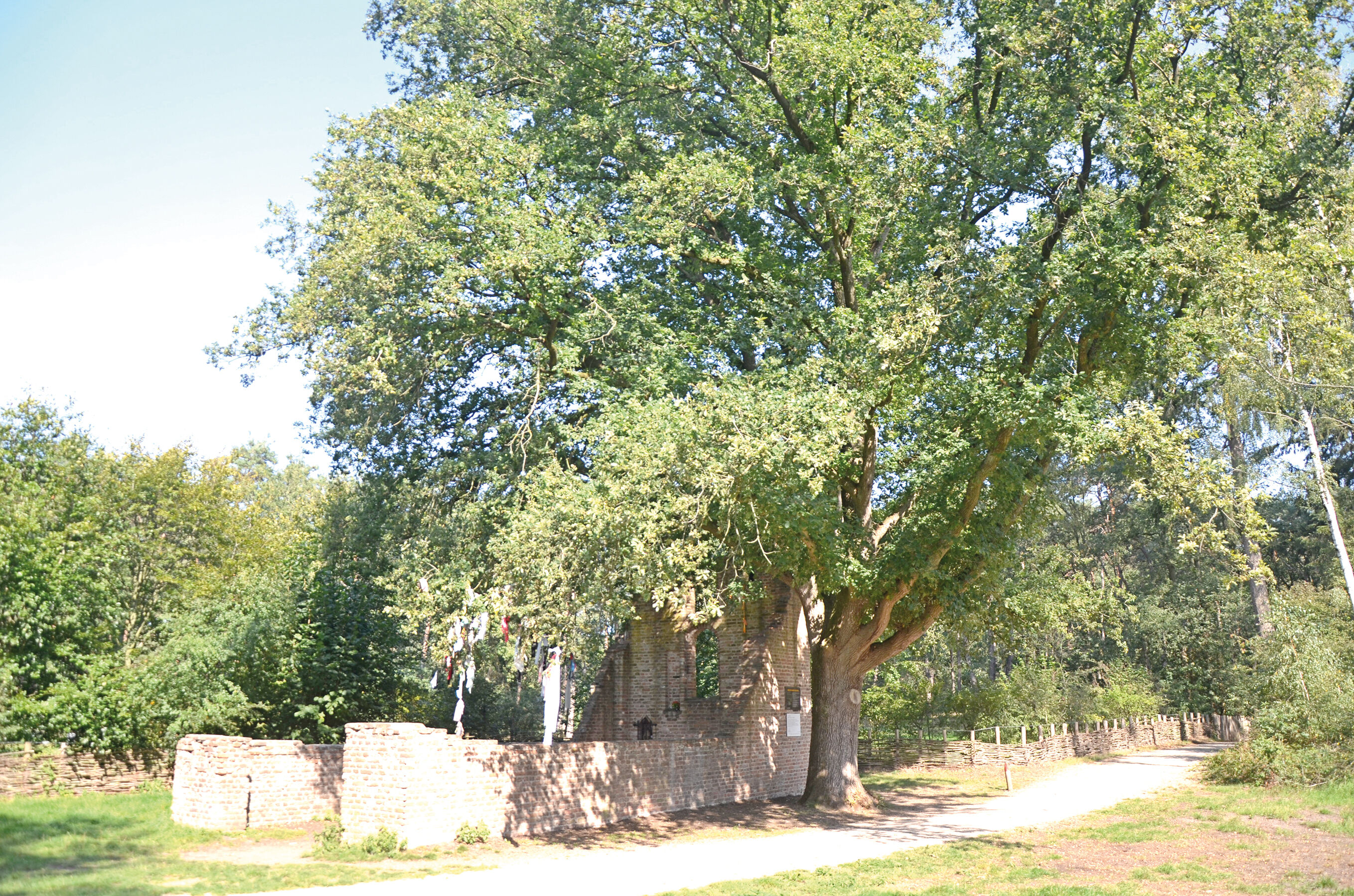 De ruïne van de St.Walrickkapel, met de ‘koortsboom’.